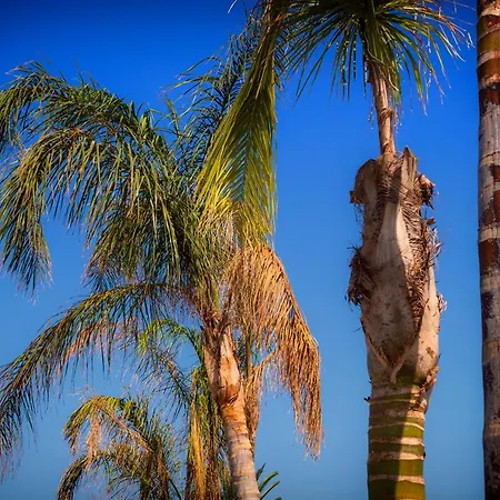 Palm Àrbatax